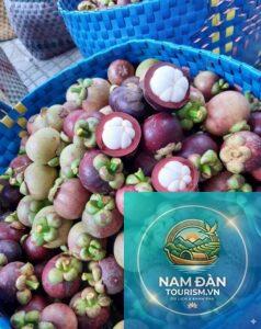 vườn măng cụt vĩnh long