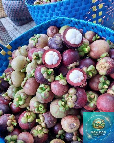 vườn măng cụt vĩnh long - Hình 1