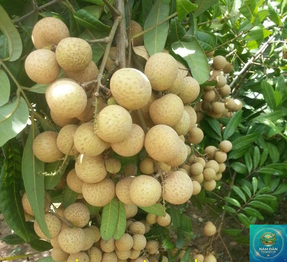 vườn nhãn châu thành - Hình 3