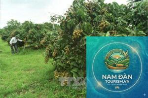 vườn nhãn châu thành