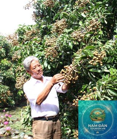 vườn nhãn châu thành - Hình 4