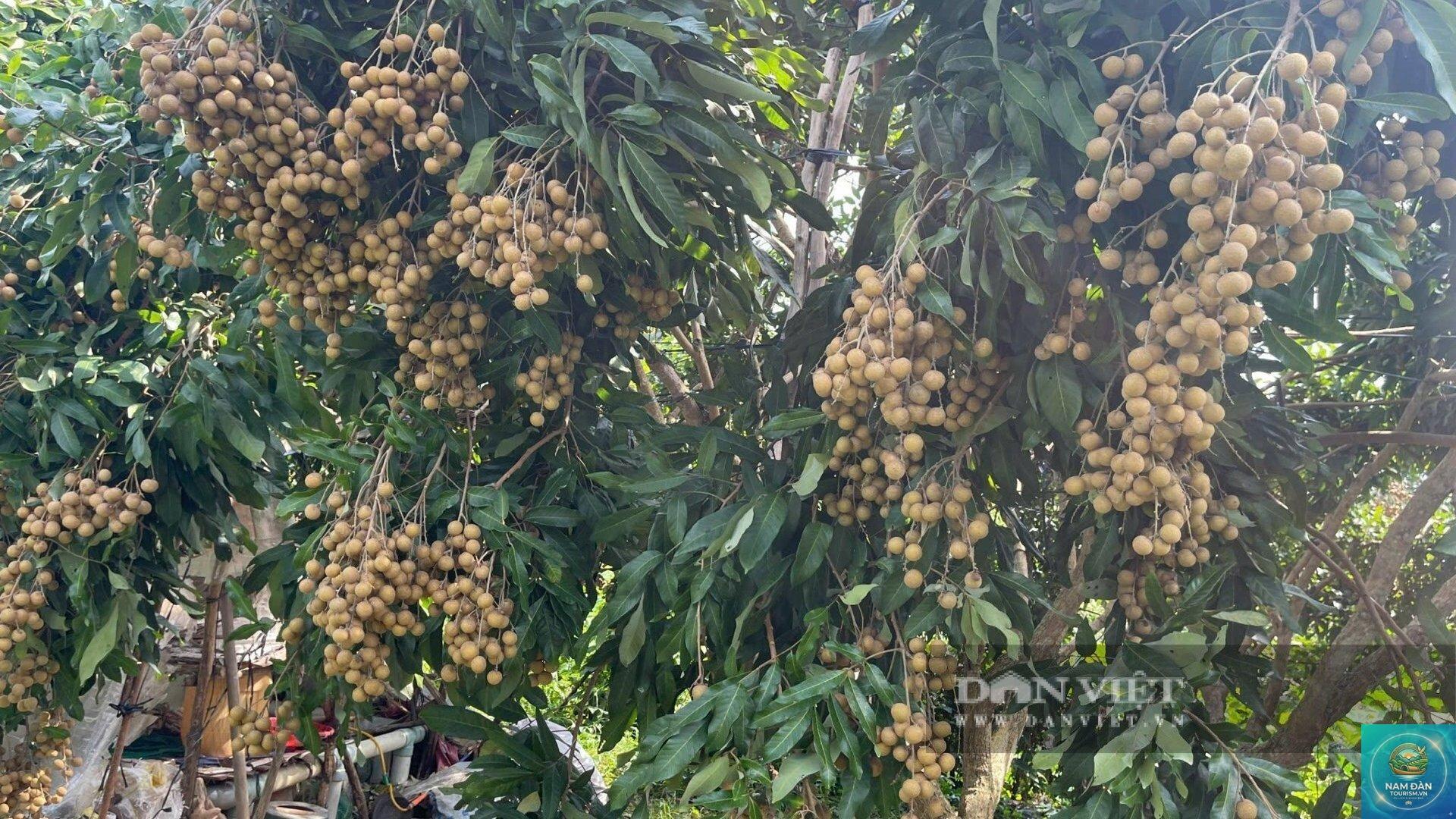 vườn nhãn châu thành - Hình 5