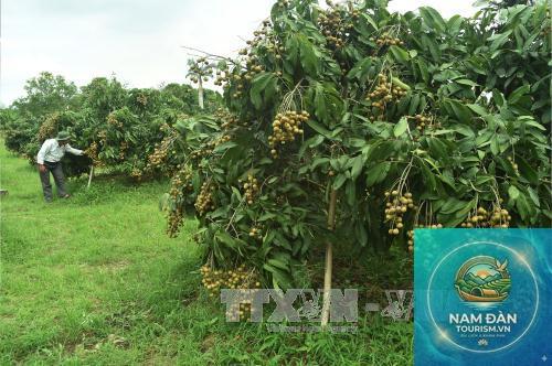 vườn nhãn châu thành - Hình 1