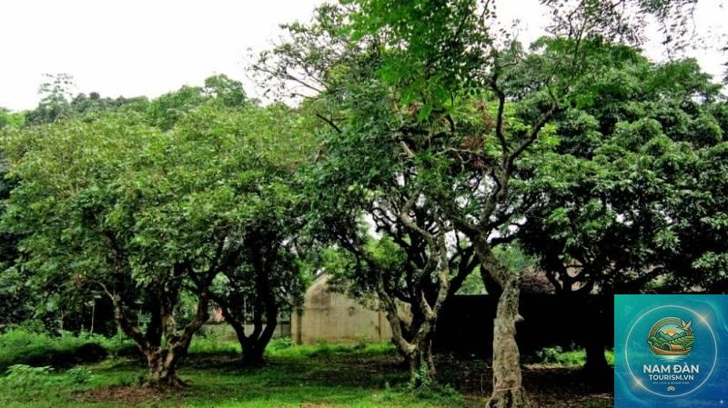 vườn nhãn cổ bạc liêu - Hình 3