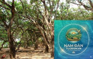vườn nhãn cổ bạc liêu