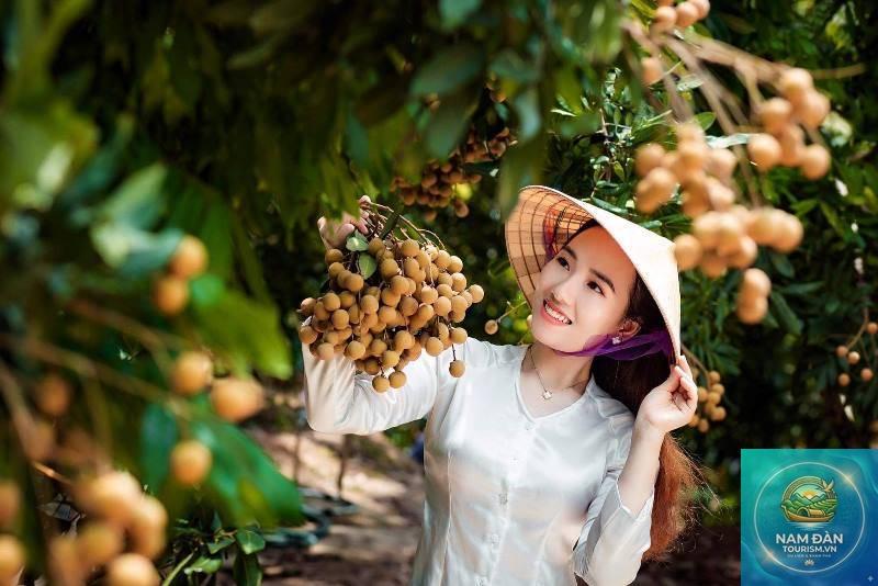 vườn nhãn cổ bạc liêu - Hình 5