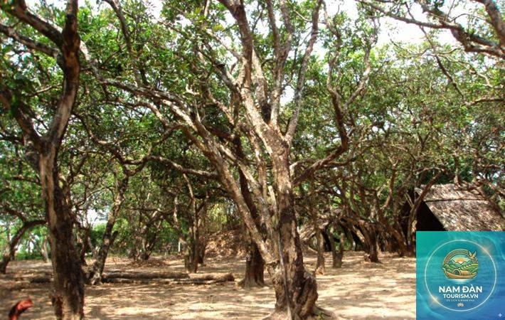 vườn nhãn cổ bạc liêu