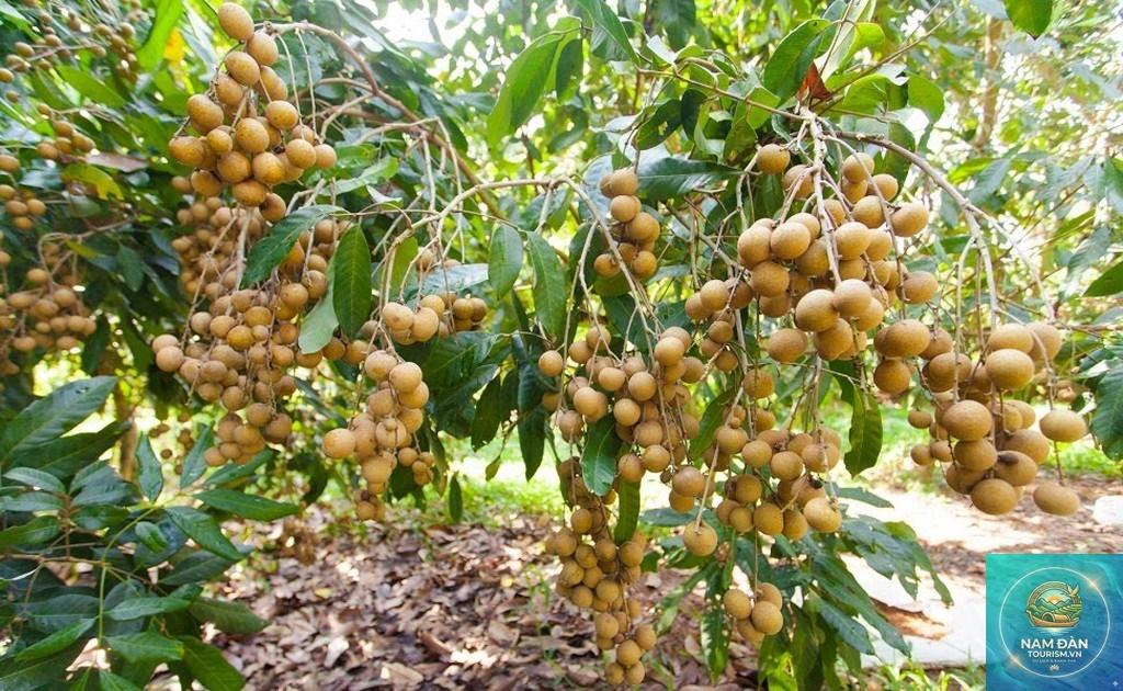 vườn nhãn vĩnh long - Hình 1