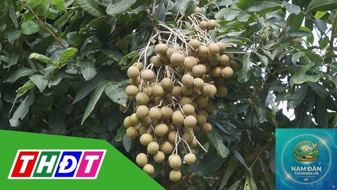 vườn nhãn vĩnh long - Hình 2