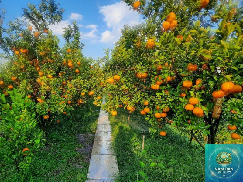 vườn quýt hồng lai vung - Hình 2