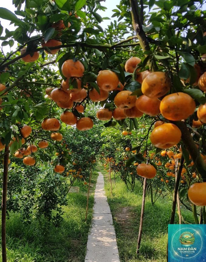 vườn quýt hồng lai vung - Hình 4