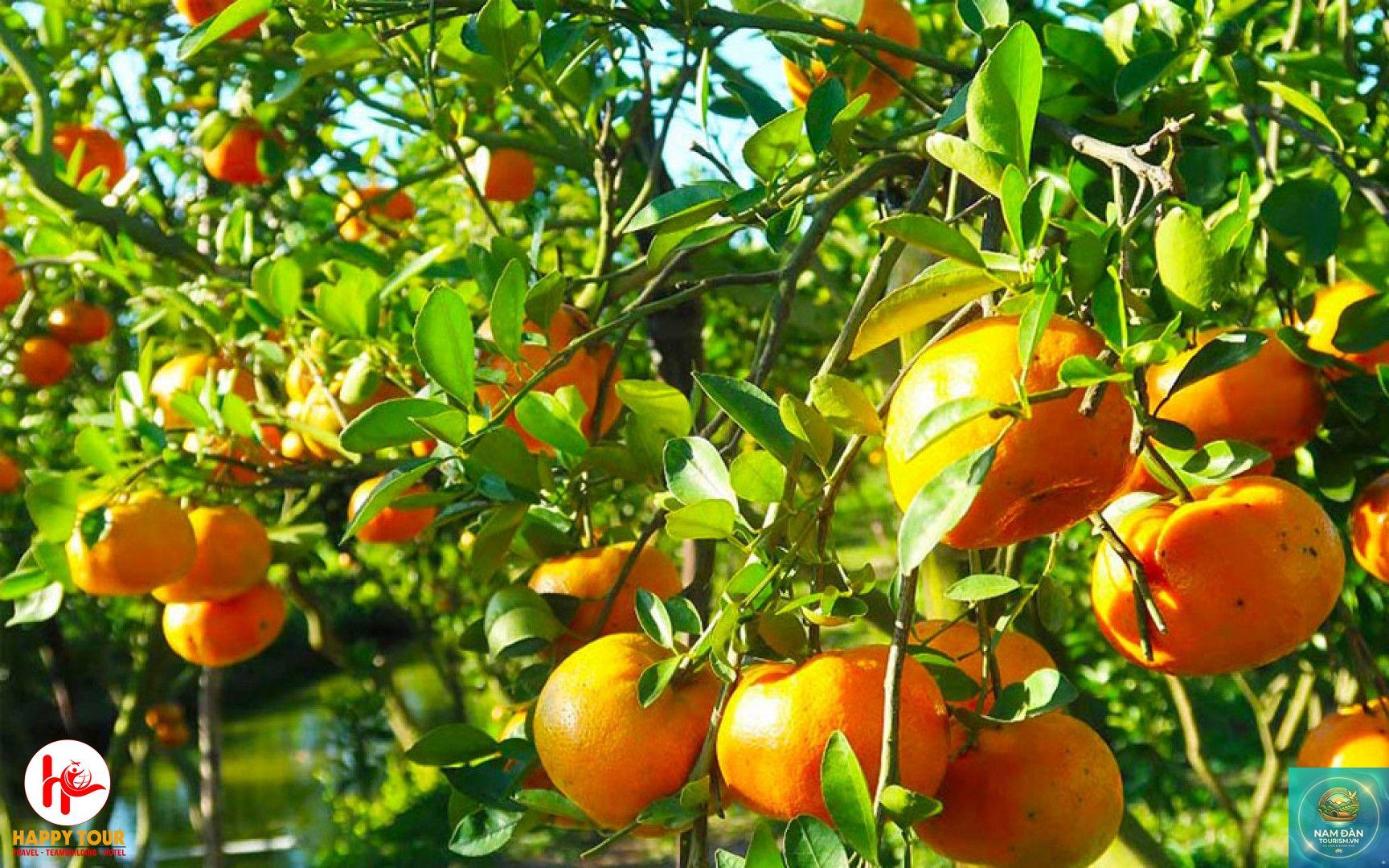 vườn quýt hồng lai vung - Hình 5