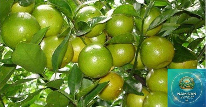 vườn quýt long trị