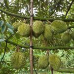 Khám phá vườn sầu riêng Chợ Lách – Thiên đường trái cây miệt vườn Bến Tre vườn sầu riêng chợ lách