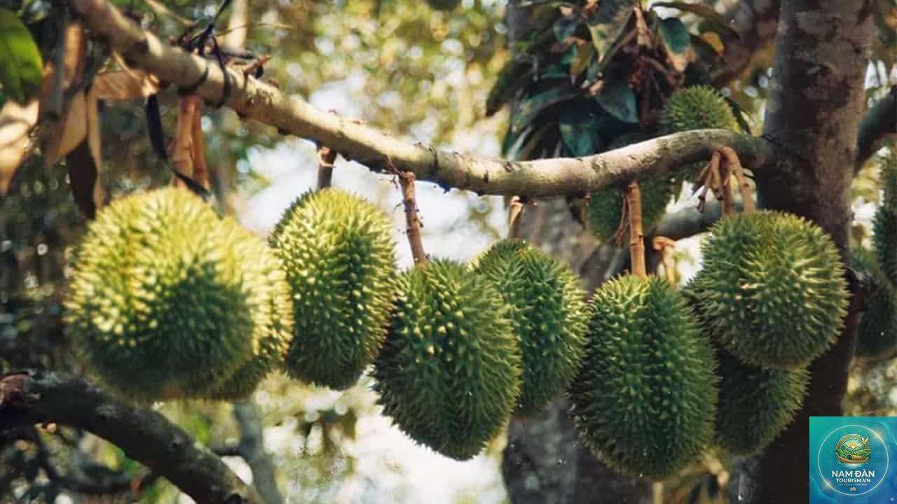vườn sầu riêng chợ lách - Hình 3