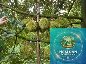 vườn sầu riêng chợ lách