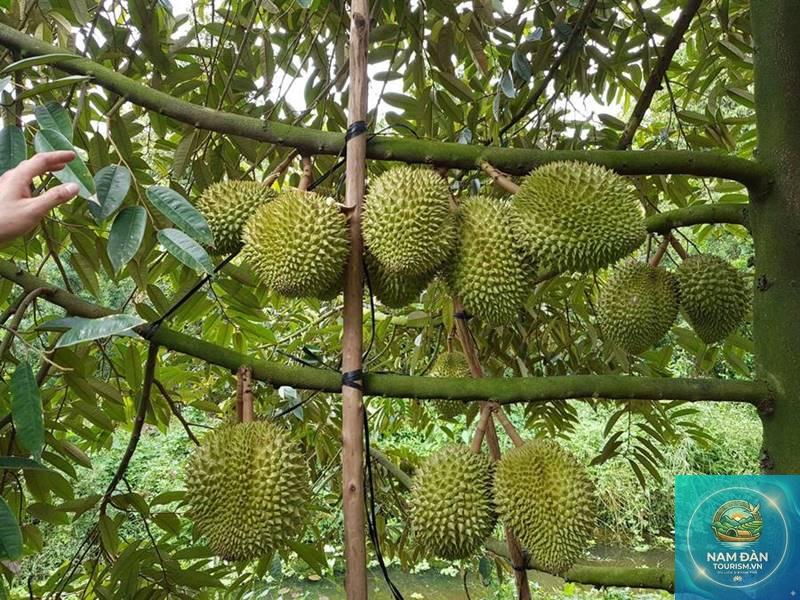 vườn sầu riêng chợ lách