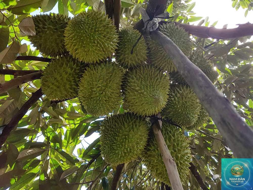 vườn sầu riêng ngũ hiệp - Hình 4