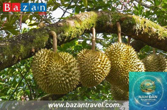 vườn sầu riêng ngũ hiệp