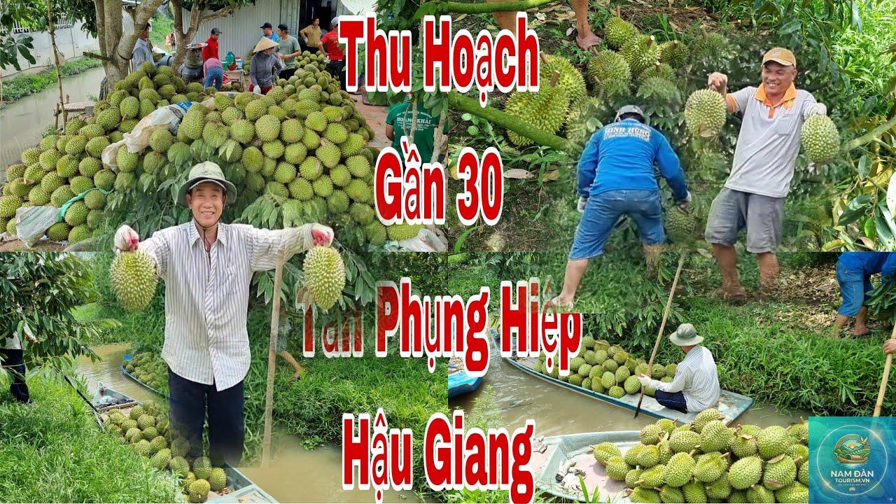 vườn sầu riêng phụng hiệp - Hình 3