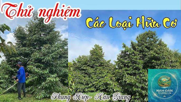 vườn sầu riêng phụng hiệp