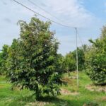 Khám phá vườn sầu riêng Vĩnh Long: Đặc sản miền Tây, giống cây, mùa vụ và kinh nghiệm tham quan vườn sầu riêng vĩnh long