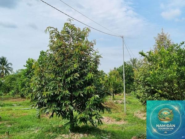 vườn sầu riêng vĩnh long - Hình 1