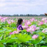 vườn sen hồng ngự