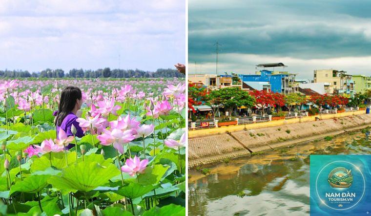 vườn sen hồng ngự - Hình 3