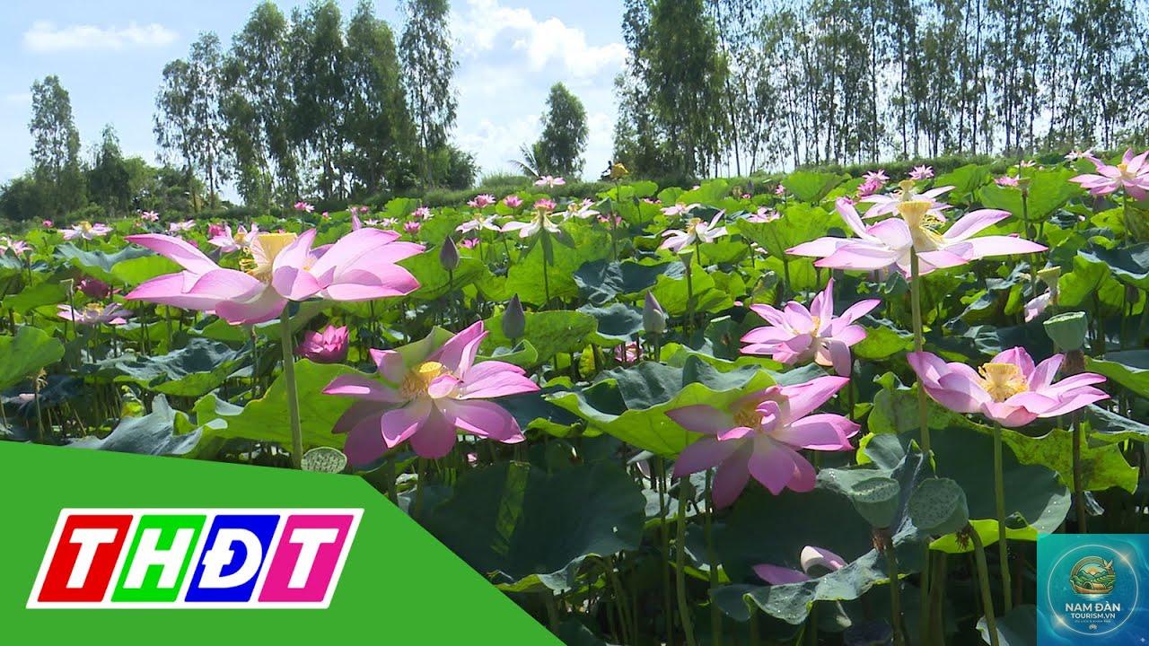 vườn sen hồng ngự - Hình 4