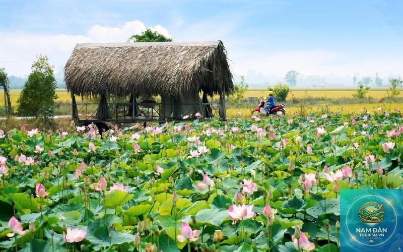 vườn sen hồng ngự - Hình 5