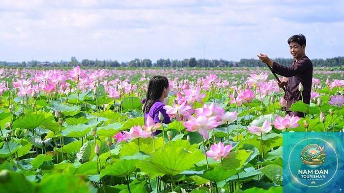 vườn sen hồng ngự