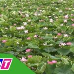 vườn sen tam nông
