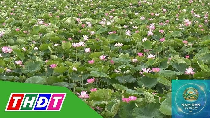 vườn sen tam nông