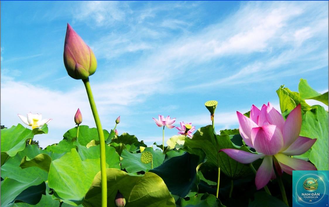 vườn sen tháp mười - Hình 4