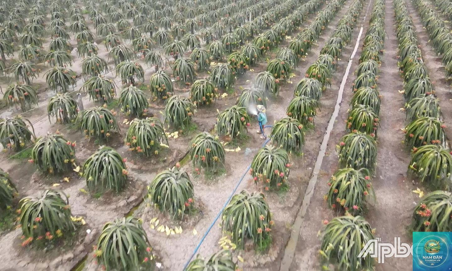vườn thanh long chợ gạo - Hình 4