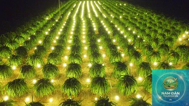 vườn thanh long chợ gạo