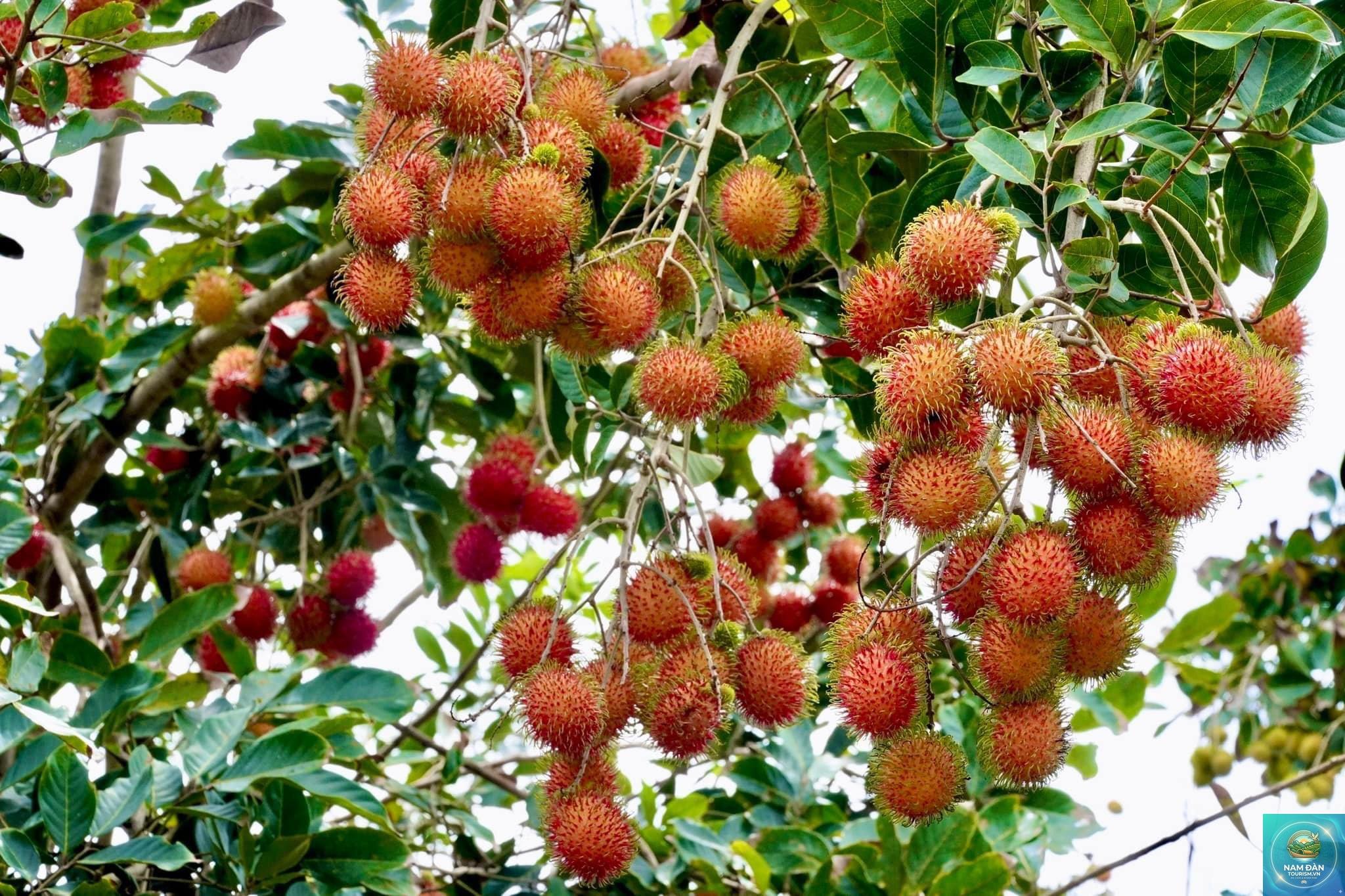 vườn trái cây an bình - Hình 5