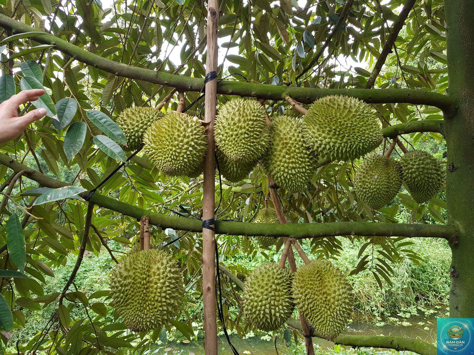 vườn trái cây chợ lách - Hình 3