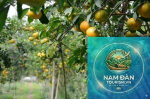 vườn trái cây chợ lách