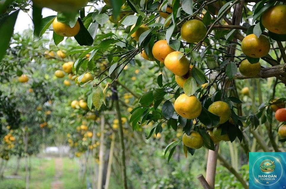 vườn trái cây chợ lách