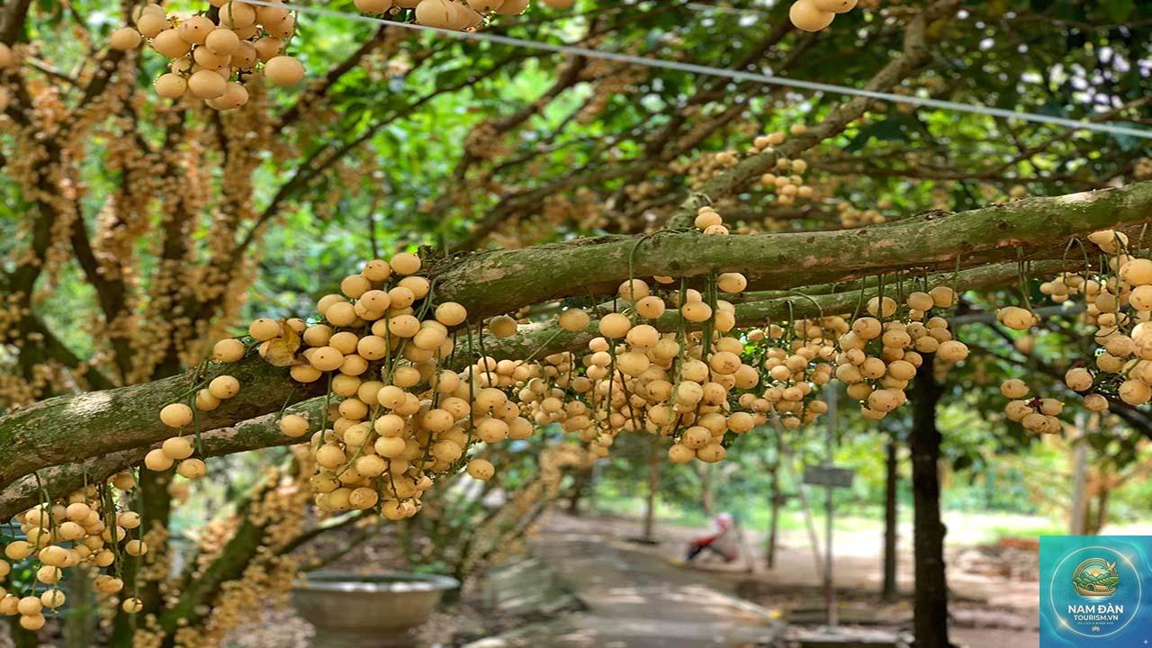 vườn trái cây cù lao an bình - Hình 3