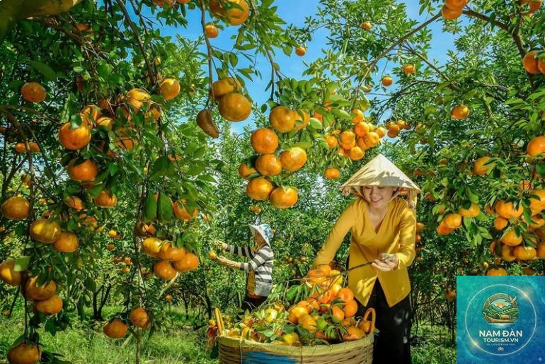 vườn trái cây cù lao an bình