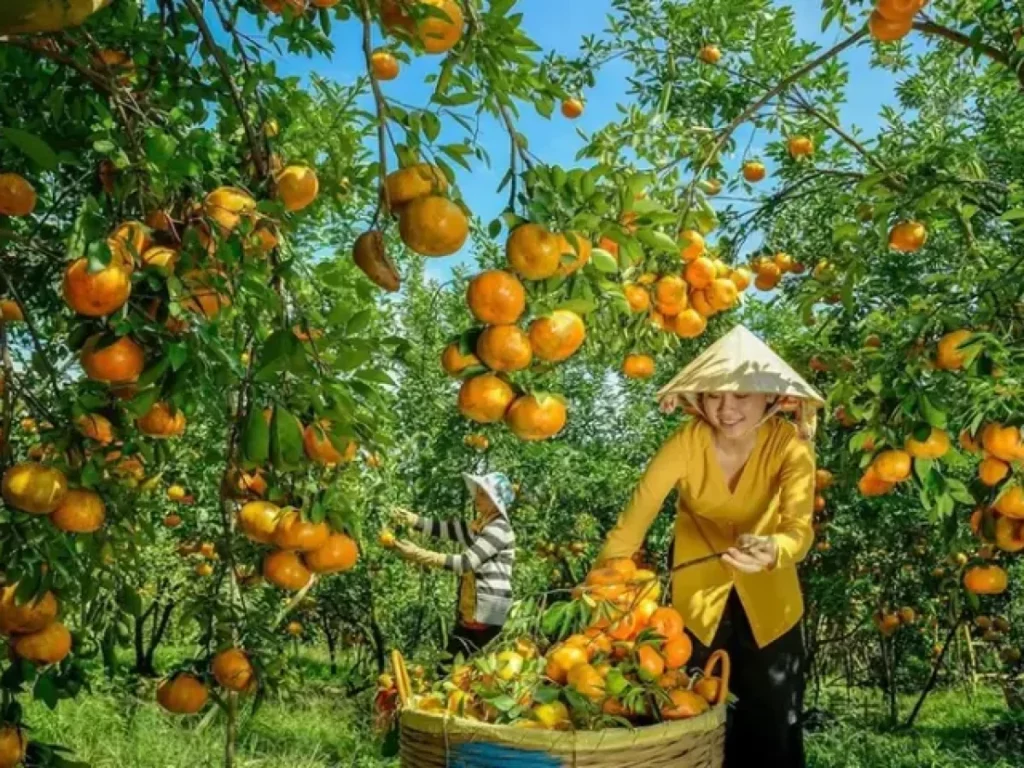 vườn trái cây cù lao dừa