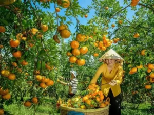 vườn trái cây cù lao dừa