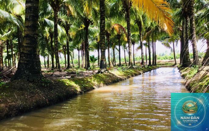 vườn trái cây cù lao dừa - Hình 5