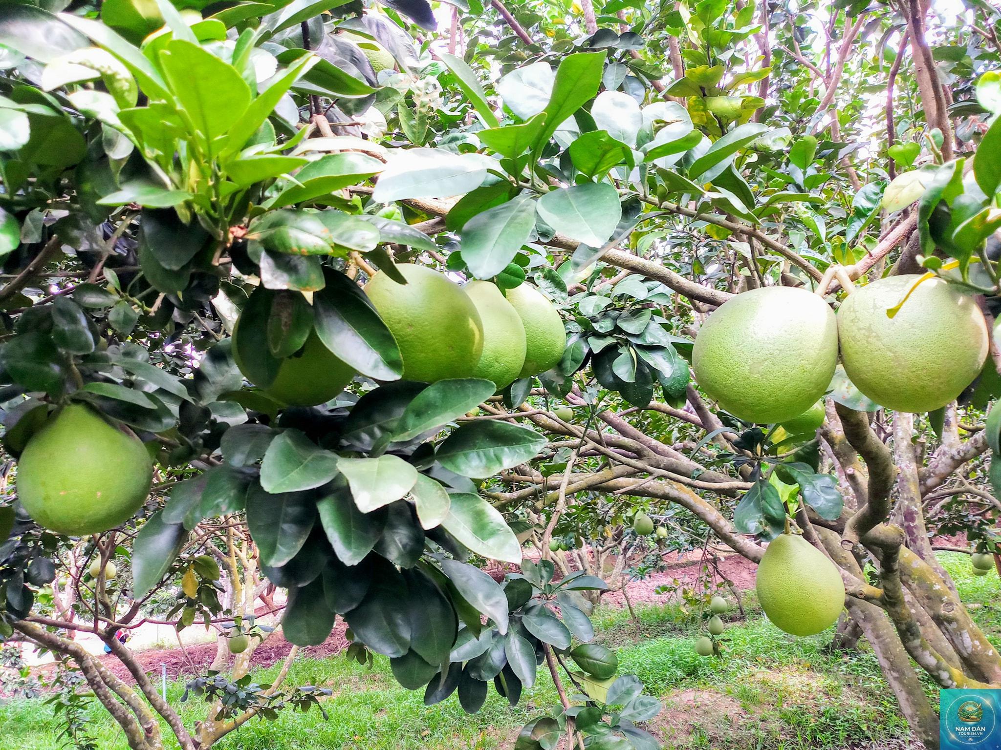 vườn trái cây cù lao mây - Hình 2