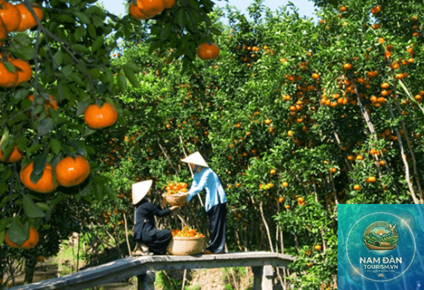 vườn trái cây mỹ khánh - Hình 4
