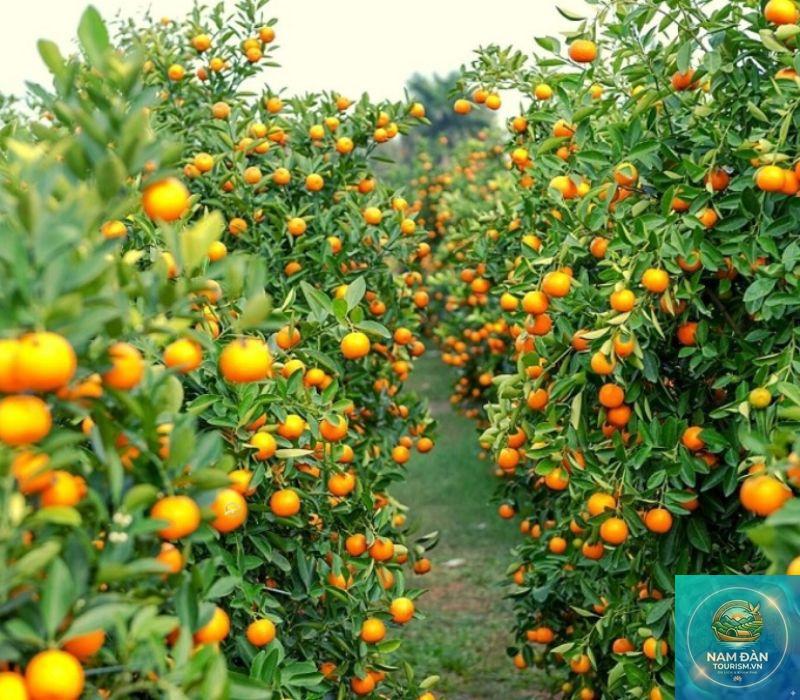 vườn trái cây vàm xáng - Hình 4