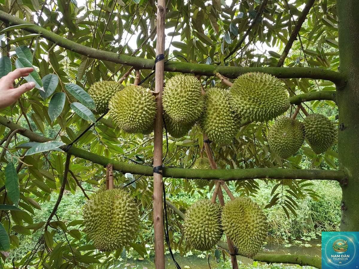 vườn trái cây vĩnh kim - Hình 4